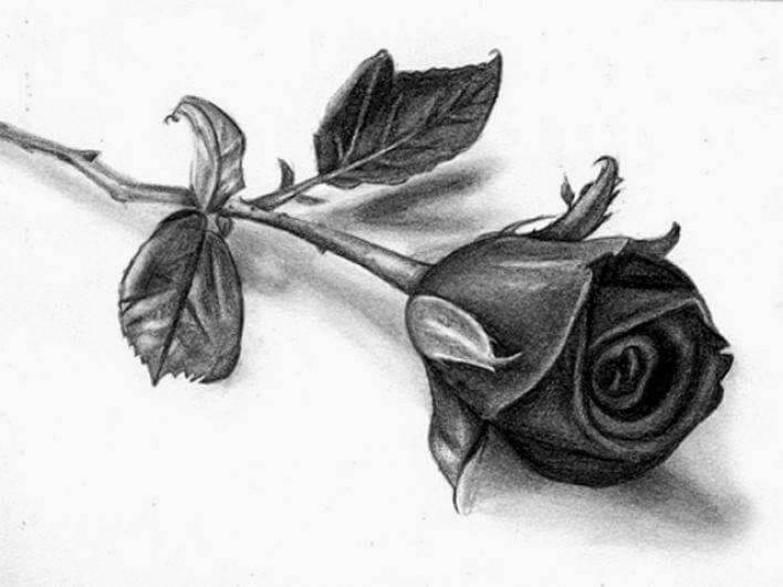 15 Gambar Sketsa Bunga dari Pensil yang Mudah Dibuat