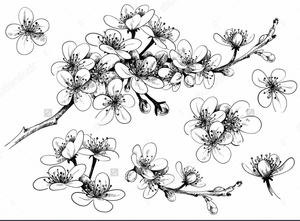Gambar Sketsa Bunga Sakura